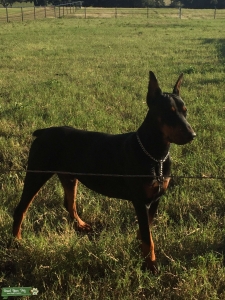 European Male Listing Image
