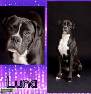 CKC Female Boxer Needing Stud Listing Image