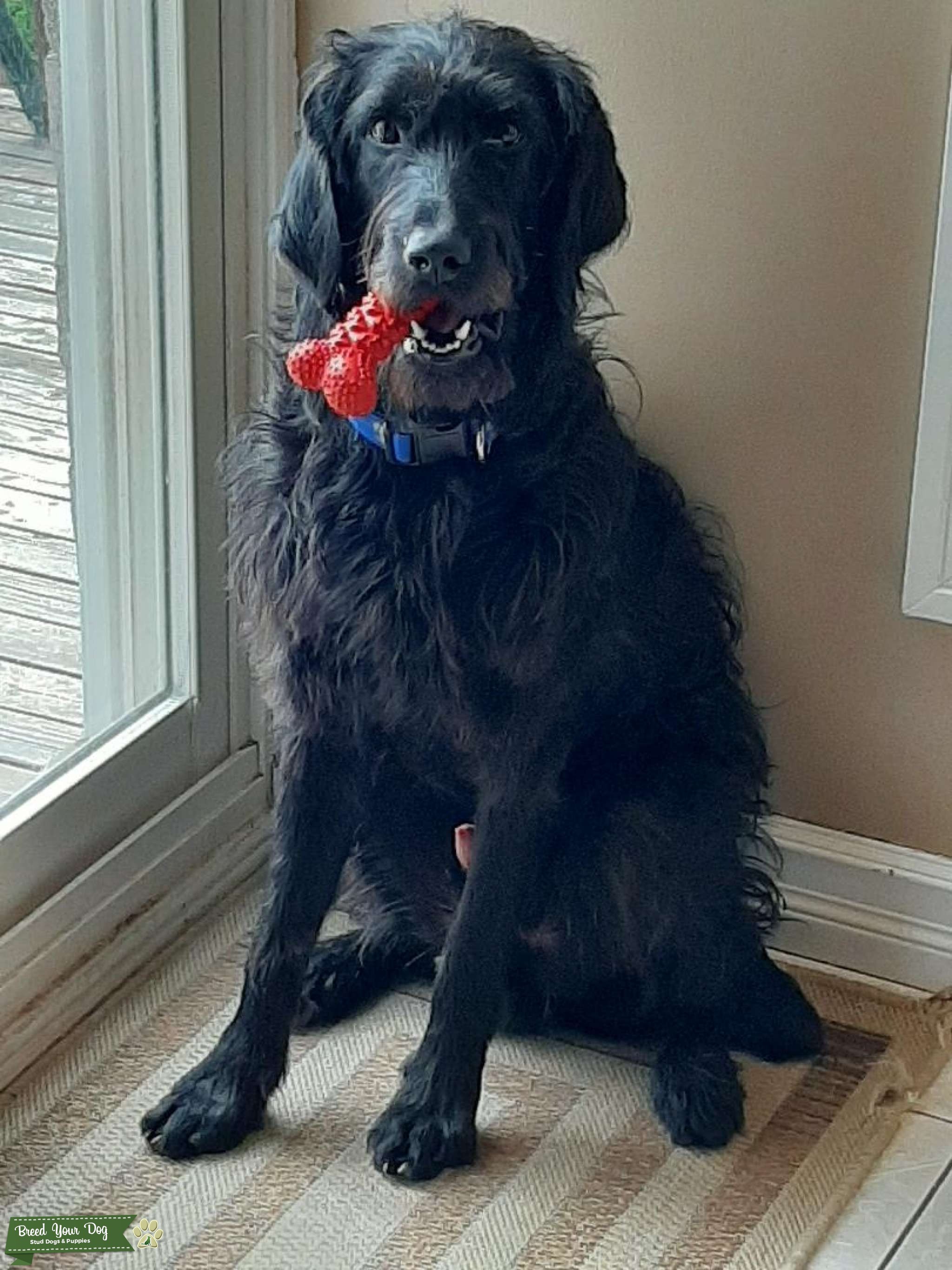 Stud available for Mating Stud Dog in Ontario, Australia Breed Your Dog