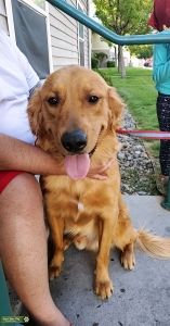 Golden Retriever Listing Image