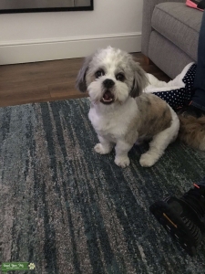 shih tzu studs near me