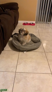 Playful Dog Listing Image
