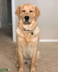 GOLDEN RETRIEVER  Listing Image