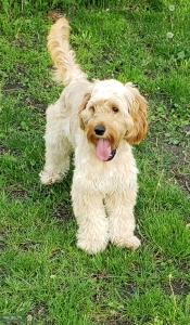 Cockapoo mix Looking for Miniature Goldendoole stud Listing Image