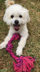 Loving maltipoo  Listing Image