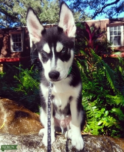 9 Month Male Siberian Husky Listing Image