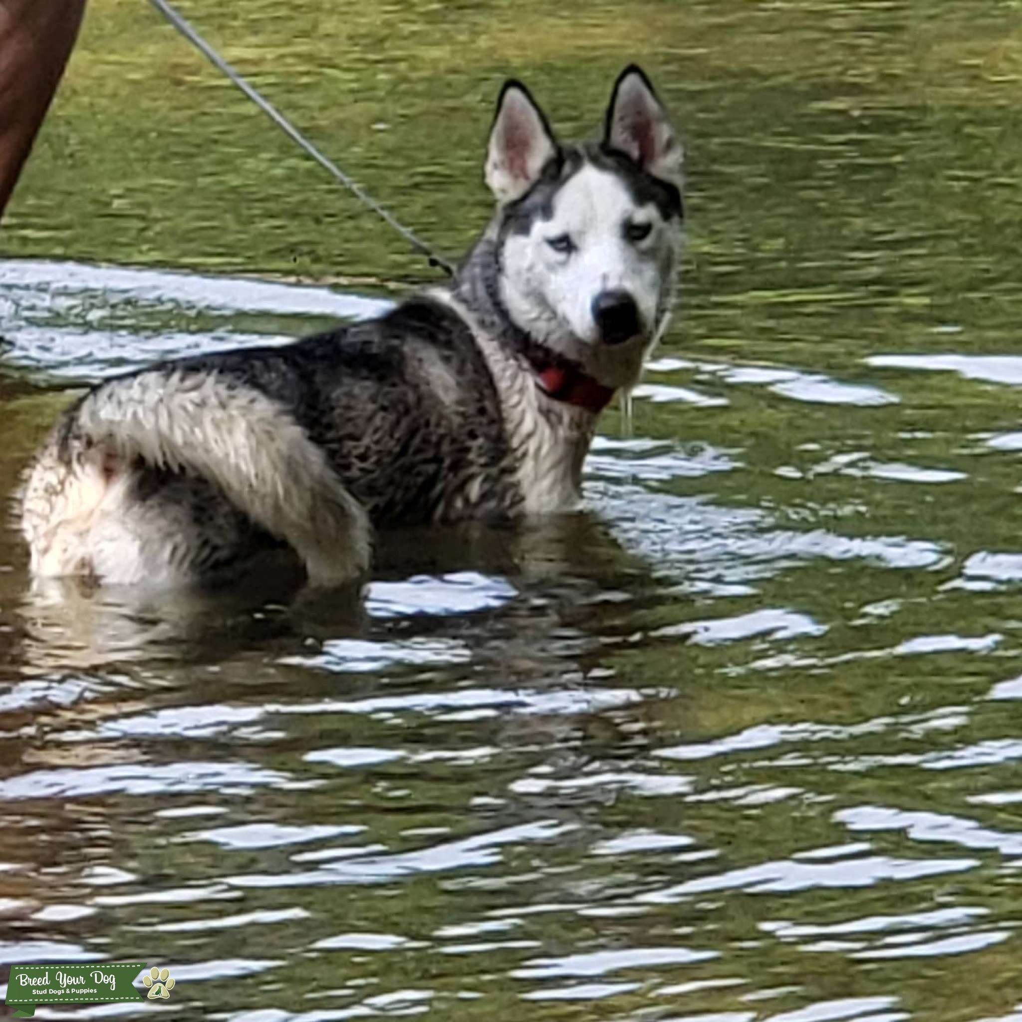 Female husky Stud Dog in Indiana, the United States Breed Your Dog