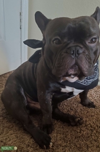 stud french bulldog Listing Image