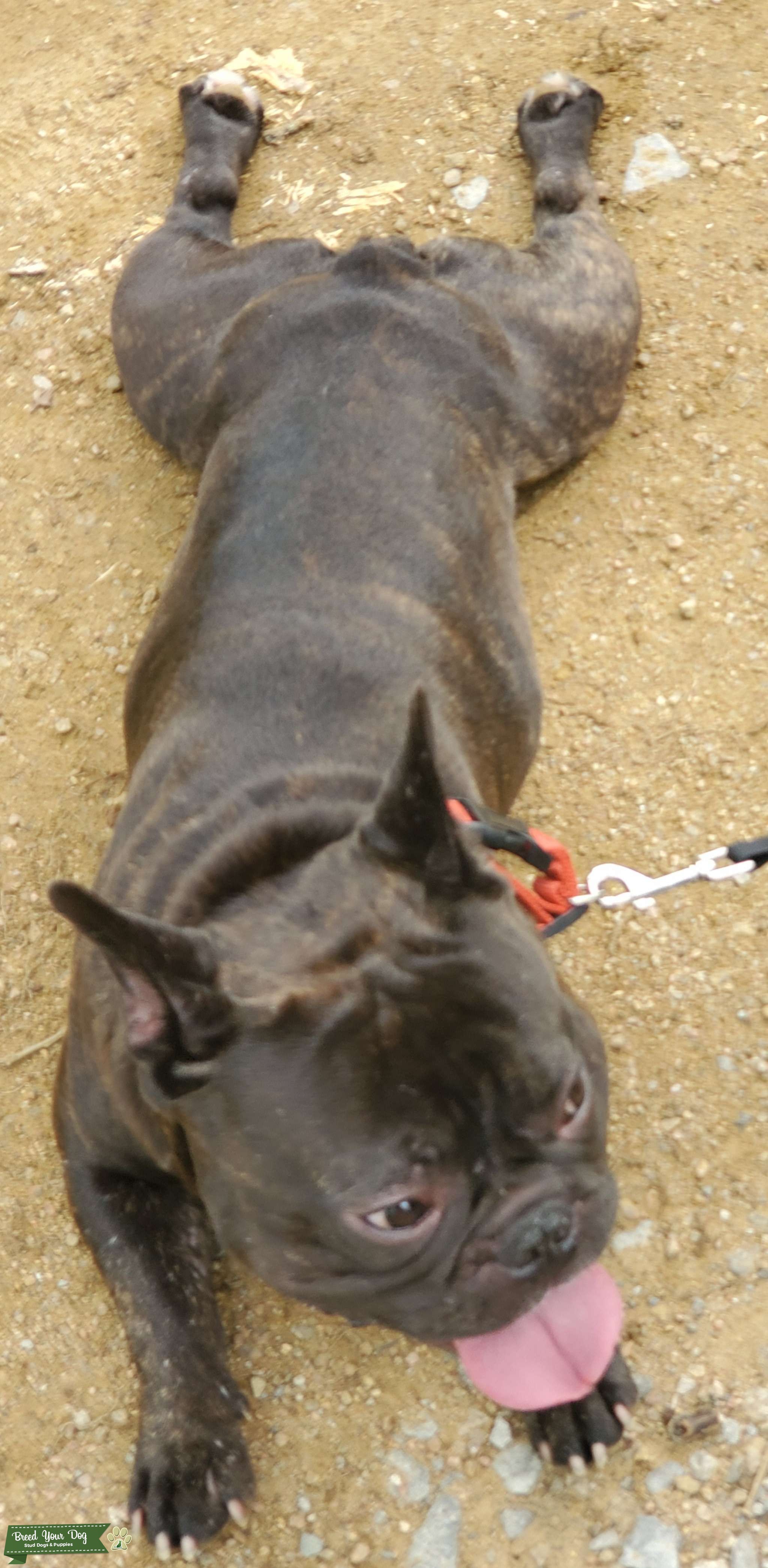 stud french bulldog Stud Dog in Arlington TX , the United States