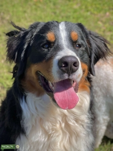 Stud Service Bernese Mountain Dog Listing Image