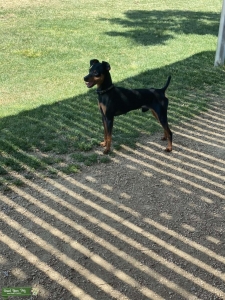 MINIATURE PINSCHER STUD Listing Image