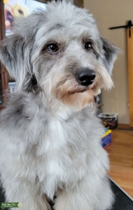 F1B Mini Blue Merle Phantom Labradoodle Listing Image