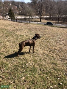 Brindle boi Listing Image