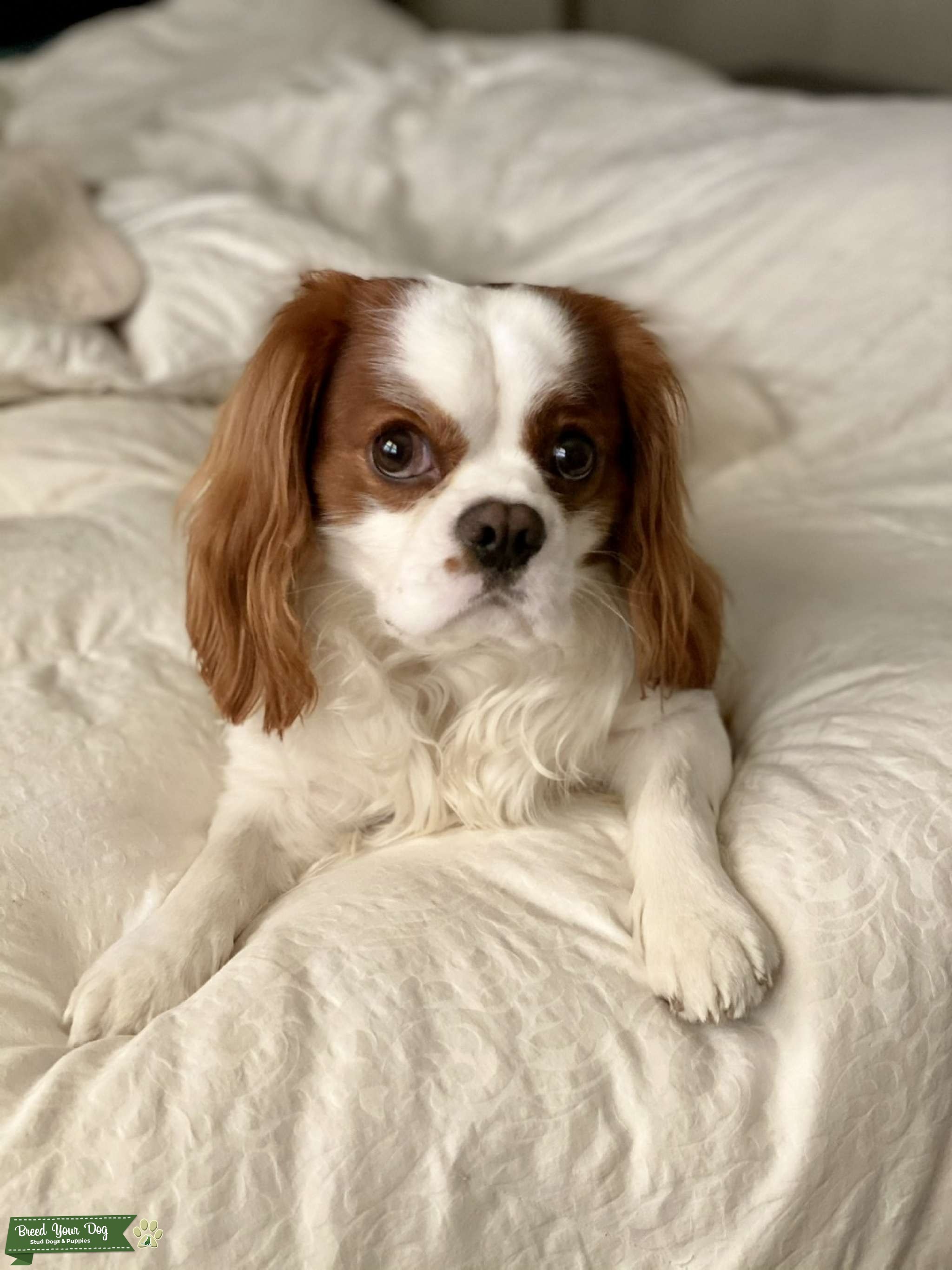 Cavalier King Charles Spaniel Stud Stud Dog in Kentucky, United