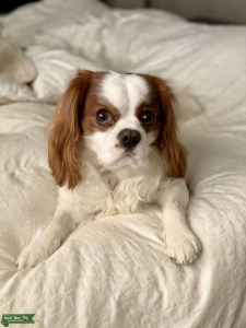 Cavalier King Charles Spaniel Stud  Listing Image