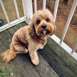 Looking to Mate With A Lovely Female Listing Image