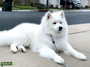 Samoyed for Stud - Show line pedigree Listing Image