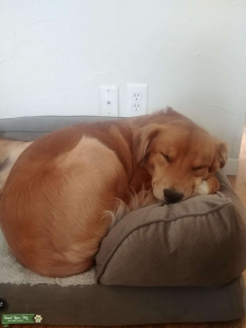 Golden Retriever/Border Collie Stud Listing Image