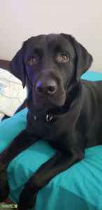 black lab akc