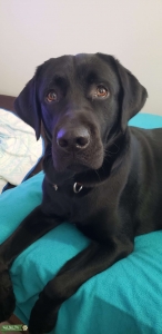 HAWAII black lab stud! AKC Listing Image