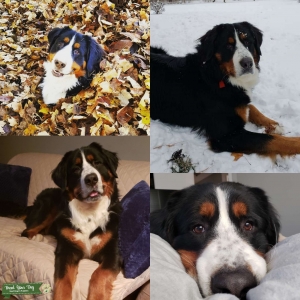Bernese Mountain Dog Listing Image