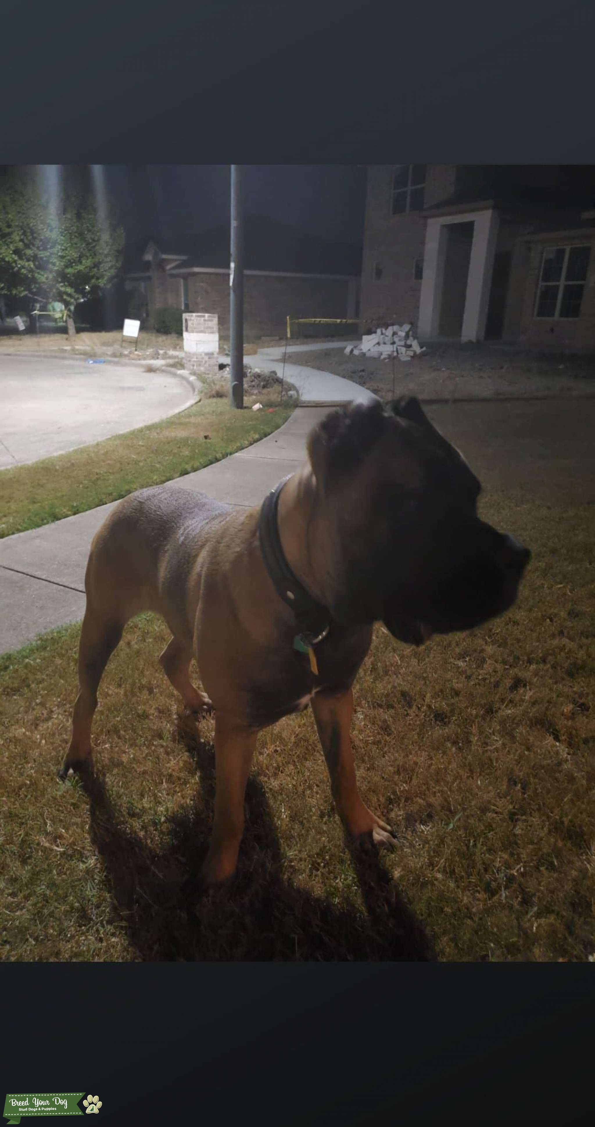 Cane Corso Stud Dog in Texas, the United States Breed Your Dog