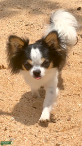 AKC Chichauah  Listing Image