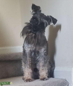 AKC Stud Listing Image