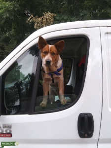 Looking to stud out my pure breed Red Heeler  Listing Image