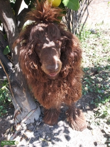 Standard poodle stud Listing Image