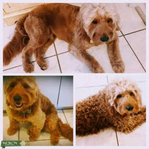 Red Mini Goldendoodle For Stud Listing Image