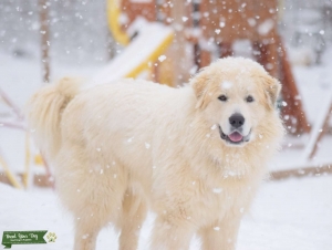 Livestock Guardian Great Pyrenees Listing Image