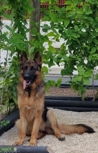 Saddle coat German Shepherd  Listing Image
