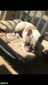 FRENCH BULLDOG STUD Listing Image