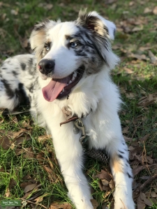 Blue Merle Australian Shepherd Listing Image