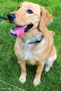 Blonde Golden Retriever  Listing Image