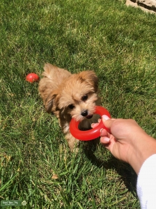 Tan-white Morkie Listing Image