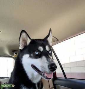 Purebred Siberian Husky Listing Image