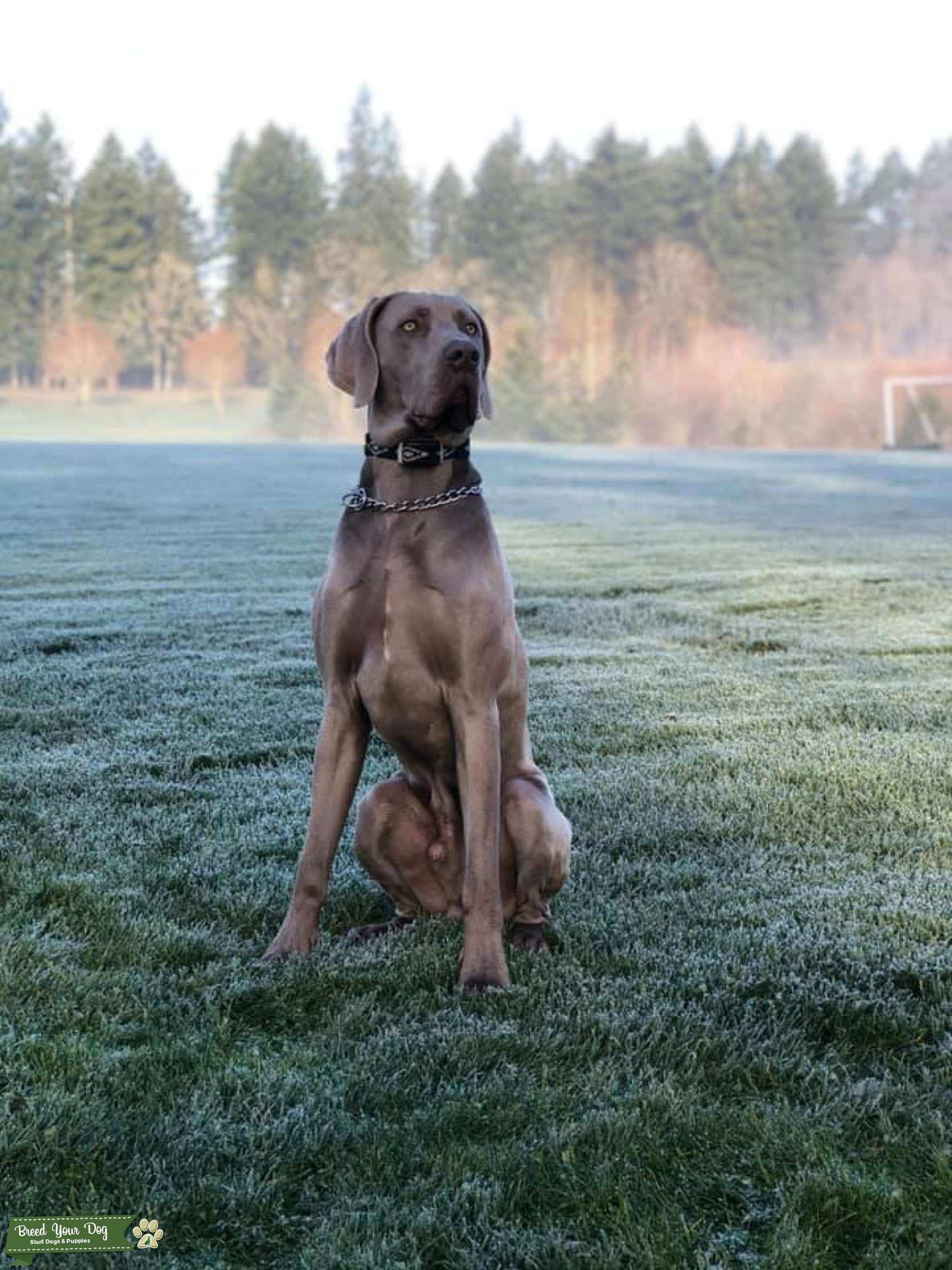 great weimar puppies for sale