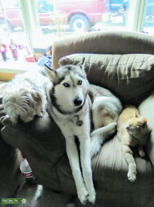 Siberian Husky Listing Image