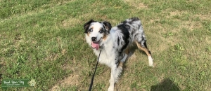 Blue Merle Australian Shepherd STUD Listing Image
