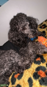 Gray miniature Poodle  Listing Image