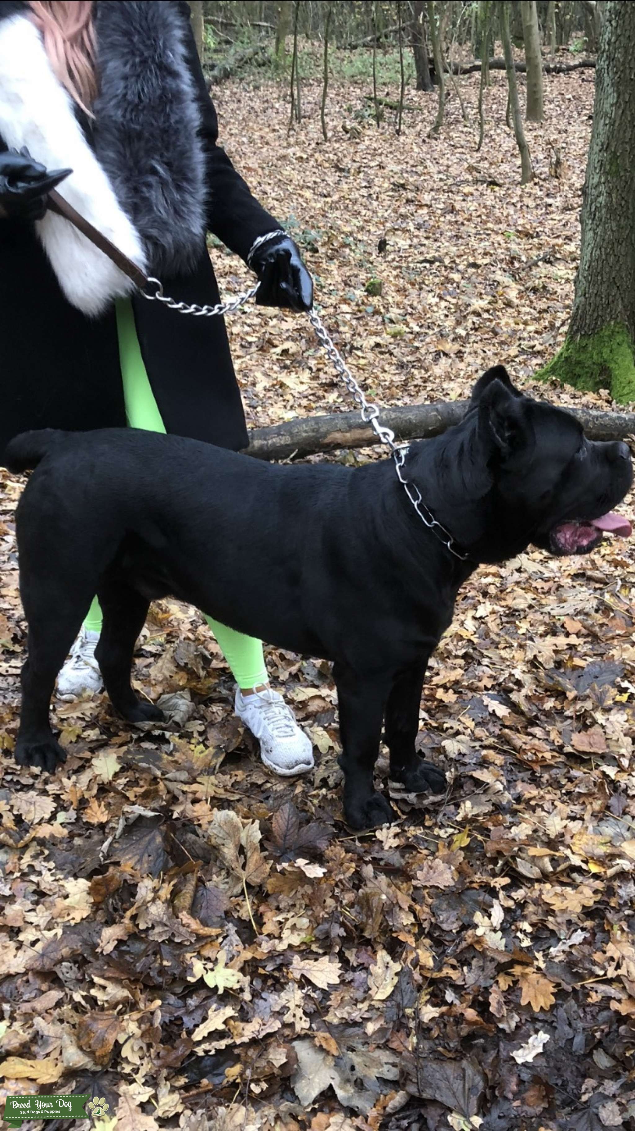 Cane corso for stud Stud Dog in Essex , the United States Breed