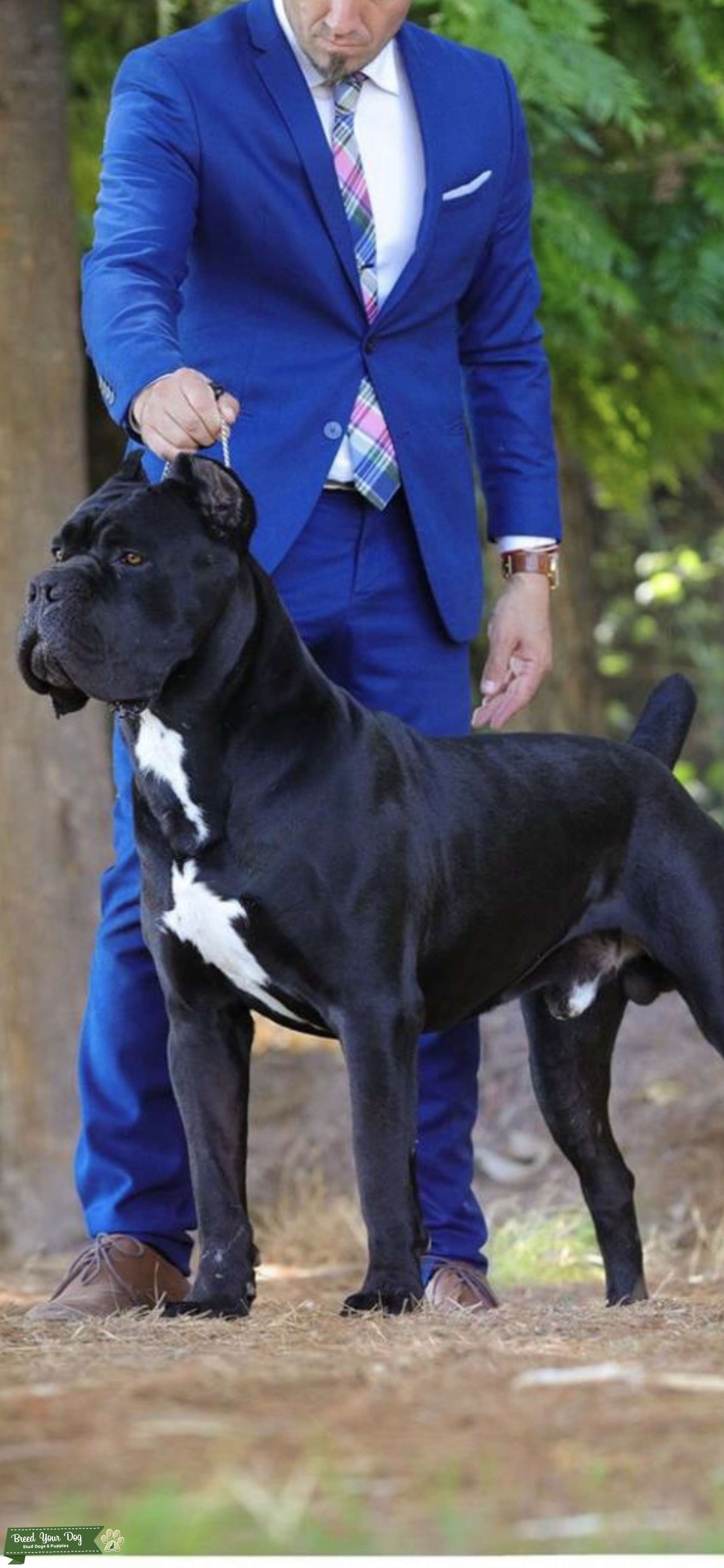 Cane corso for stud Stud Dog in Essex , the United States Breed
