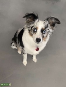 Toy Australian shepherd Listing Image