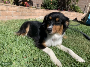 Australian Sheppard Female Listing Image