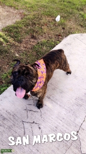 Olde English Bulldog Listing Image