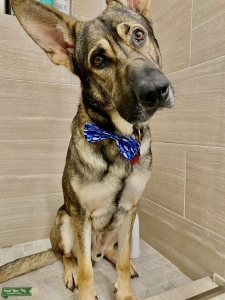 German Shepard Male Listing Image