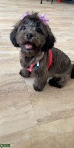 Shih tzu bichon mix female Listing Image