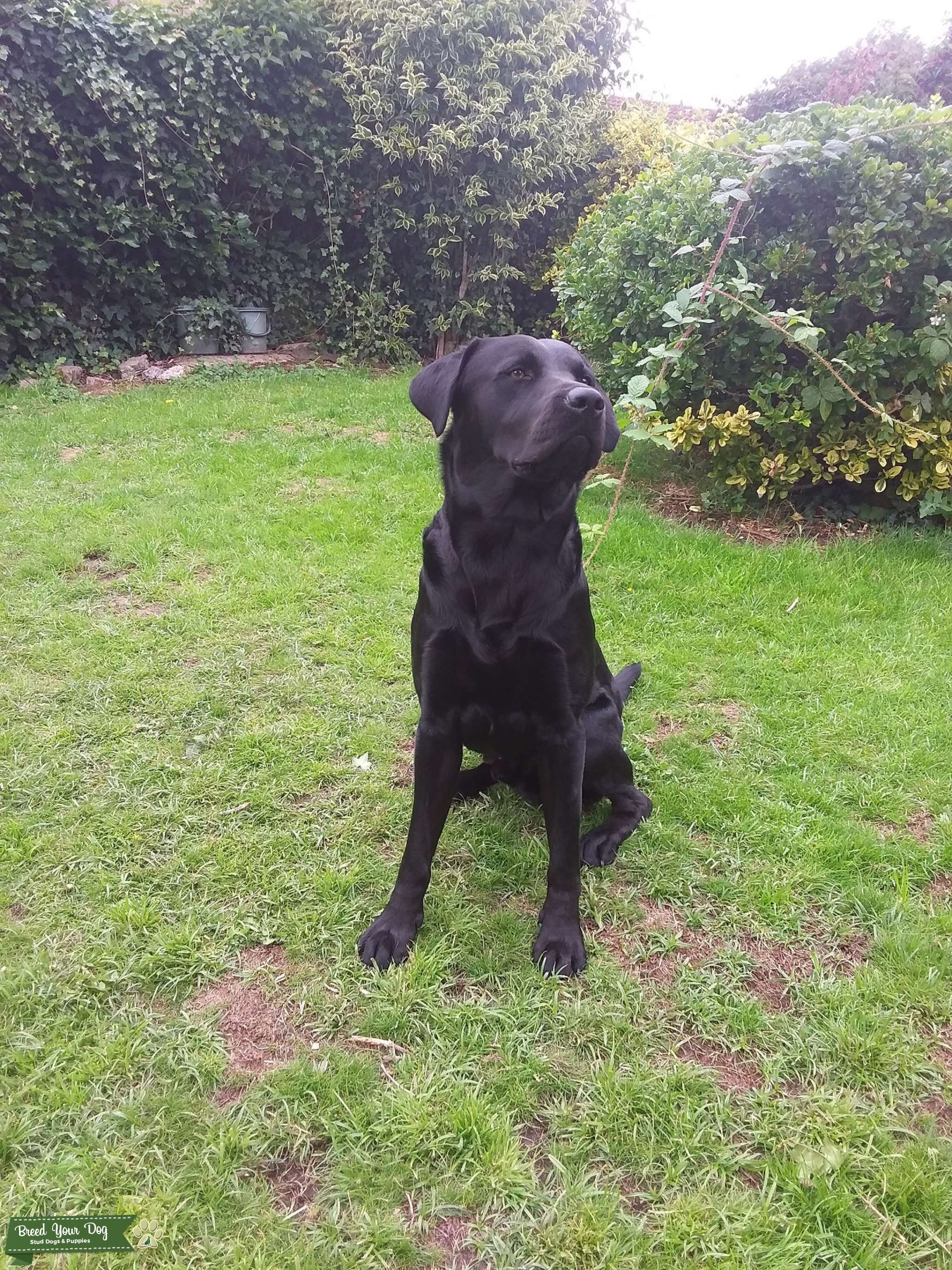 BLACK LABRADOR FOR STUD Stud Dog in BRISTOL, the United States